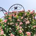 4 Pack Metal Garden Trellis 86.7" X 19.7" Rustproof Trellis For Climbing Plants Outdoor Flower Support Black_maomaolike.com