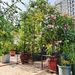 Metal Garden Arch With Gate 79.5'' Wide X 86.6'' High Climbing Plants Support Rose Arch Outdoor_maomaolike.com