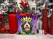 Bernedoodle King Of Mardi Gras Throw Pillow Machine Washable, Indoor Outdoor Decorative Pillow For Couch, Bed Or Patio, 18Hx18W_maomaolike.com