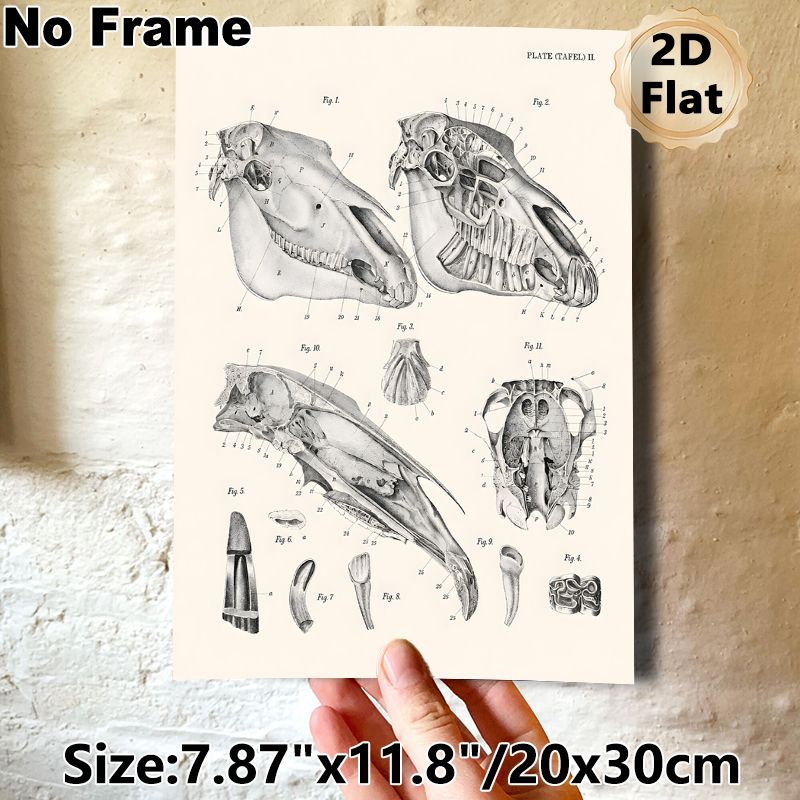 Equine Skull Anatomy Painting Poster, Vintage Detailed Black-and-White Anatomical Illustration Poster, Informative Educational Decor Suitable For_maomaolike.com