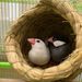 Straw Woven Nest For Lovebirds, Budgerigars, And Finches, Pearl Grass Small Nest, Breeding Box, Winter Warm Bird Cage_maomaolike.com