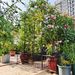 Metal Garden Arch With Gate 79.5'' Wide X 86.6'' High Climbing Plants Support Rose Arch Outdoor Black_maomaolike.com