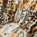 Wild Leopard 3D Bed Skirt - Polyester Fitted Sheet Cover Jungle Animal Print Bedroom Decor (Queen/King Size Deep Pocket_maomaolike.com