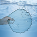 High-end Creative Home Flip Cover Personalized Shell Fruit Transparent Plastic Thickened Living Room Multi-functional_maomaolike.com
