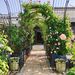 Metal Garden Arch With Two Plant Stands 79.5'' Wide X 86.6'' High Climbing Plants Support Rose Arch Outdoor Black_maomaolike.com