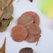 Natural Real Leaves Bookmark Plant Specimen Shooting Props Kindergarten DIY Handmade Dried Flowers Graffiti_maomaolike.com