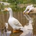 Outdoor Simulation Animal Drinking Water Spray Resin Duck Ornament Decoration Garden Courtyard Rockery Pond Landscape_maomaolike.com