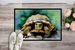 Turtles Tortoises Doormat Front Door Mat Indoor Outdoor Rugs For Entryway, Non Slip Washable Low Pile, 24H X 36W_maomaolike.com