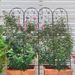 2 Pack Metal Garden Trellis 86.7" X 19.7" Rustproof Trellis For Climbing Plants Outdoor Flower Support Dragonfly Deco Black_maomaolike.com