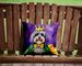 Tibetan Terrier King Of Mardi Gras Throw Pillow Machine Washable, Indoor Outdoor Decorative Pillow For Couch, Bed Or Patio, 14Hx14W_maomaolike.com