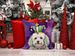 Coton De Tulear King Of Mardi Gras Throw Pillow Machine Washable, Indoor Outdoor Decorative Pillow For Couch, Bed Or Patio, 18Hx18W_maomaolike.com