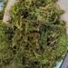 High-Quality Dry Water Moss Butterfly Orchid Succulent Dendrobium Nutrient Soil Fertilizer Seedling Grafting Turtle_maomaolike.com