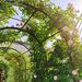 Metal Garden Arch With Two Plant Stands 79.5'' Wide X 86.6'' High Climbing Plants Support Rose Arch Outdoor Black_maomaolike.com