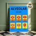Alveolar Sounds Painting Poster, Bright & Clear Phonetics Chart Poster, Displays Mouth Shapes For English Alveolar Sounds, Helpful For Pronunciation_maomaolike.com