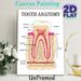Tooth Anatomy Painting Poster, Detailed Labeled Medical Illustration Poster, Informative Dental Structure Reference, Suitable For Dental Clinics_maomaolike.com