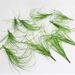 Nordic Ins-style Home Decor Single Reed Plant, Indoor Plant Wall, Artificial Reed, Onion Grass, Fake Flowers_maomaolike.com