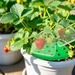 8Pcs Strawberry Planting Kit With 20Pcs Insect-proof Mesh Bag Reusable Strawberry Growing Racks Frame Protecting Strawberry Plants_maomaolike.com