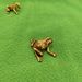 Cross-Border Metal Antique Style Wealth-Gathering Golden Toad Frog Ornament Tea Pet Decoration Craft Collectible_maomaolike.com