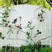 4 Pack Metal Garden Trellis 71" X 19.7" Rustproof Trellis For Climbing Plants Outdoor Flower Support Cream White_maomaolike.com