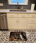 Australian Shepherd Fall Kitchen Pumpkins Memory Foam Kitchen Mat Machine Washable Anti-Fatigue Mat Cushion Comfort Bath Mat Or Kitchen Rug_maomaolike.com
