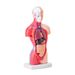 Human Body Model, 15 Parts 11 Inch, Human Torso Anatomy Model Anatomical Skeleton Model With Removable Organs, Educational Teaching Tool For Students Science Learning School Education Display_maomaolike.com