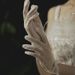 Unisex Short plain pearl gloves package five finger bride milky white wedding dress etiquette lace studio photo_maomaolike.com