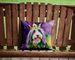 Bearded Collie King Of Mardi Gras Throw Pillow Machine Washable, Indoor Outdoor Decorative Pillow For Couch, Bed Or Patio, 14Hx14W_maomaolike.com