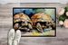 Turtles Tortoises Doormat Front Door Mat Indoor Outdoor Rugs For Entryway, Non Slip Washable Low Pile, 24H X 36W_maomaolike.com