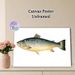 Salmon Themed Painting Poster, Vintage Detailed Salmon Illustration Poster, Realistic Aquatic Artwork, Suitable For Coastal-themed Spaces, Dining_maomaolike.com