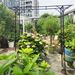 Metal Garden Arch L80.3'' X W20.47'' X H81.1'' Climbing Plants Support Rose Arch Outdoor Black_maomaolike.com