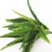 Touch Green Pointed Tail Large Fern Fake Flower Persian Leaf Artificial Home Decoration Grass Potted Plant_maomaolike.com