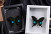 3D Hollow Empty Butterfly Specimen DIY Handmade Ornament Bar Display Frame European Style_maomaolike.com