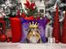 Sheltie King Of Mardi Gras Throw Pillow Machine Washable, Indoor Outdoor Decorative Pillow For Couch, Bed Or Patio, 18Hx18W_maomaolike.com