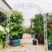 Metal Garden Arch W74.4'' X H98.4'' Garden Arbor Trellis Climbing Plants Support Rose Arch Outdoor Arch_maomaolike.com