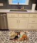 Collie Fall Kitchen Pumpkins Memory Foam Kitchen Mat Machine Washable Anti-Fatigue Mat Cushion Comfort Bath Mat Or Kitchen Rug_maomaolike.com