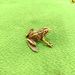 Cross-Border Metal Antique Style Wealth-Gathering Golden Toad Frog Ornament Tea Pet Decoration Craft Collectible_maomaolike.com