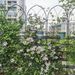 2 Pack Metal Garden Trellis 78.7" X 19.7" Rustproof Trellis For Climbing Plants Outdoor Flower Support Black_maomaolike.com