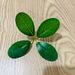 Single-piece Artificial Small Money Bayberry Store Gift Box Decoration, Fake Leaves, Plastic Fruit Green Leaves_maomaolike.com