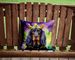 Gordon Setter King Of Mardi Gras Throw Pillow Machine Washable, Indoor Outdoor Decorative Pillow For Couch, Bed Or Patio, 14Hx14W_maomaolike.com
