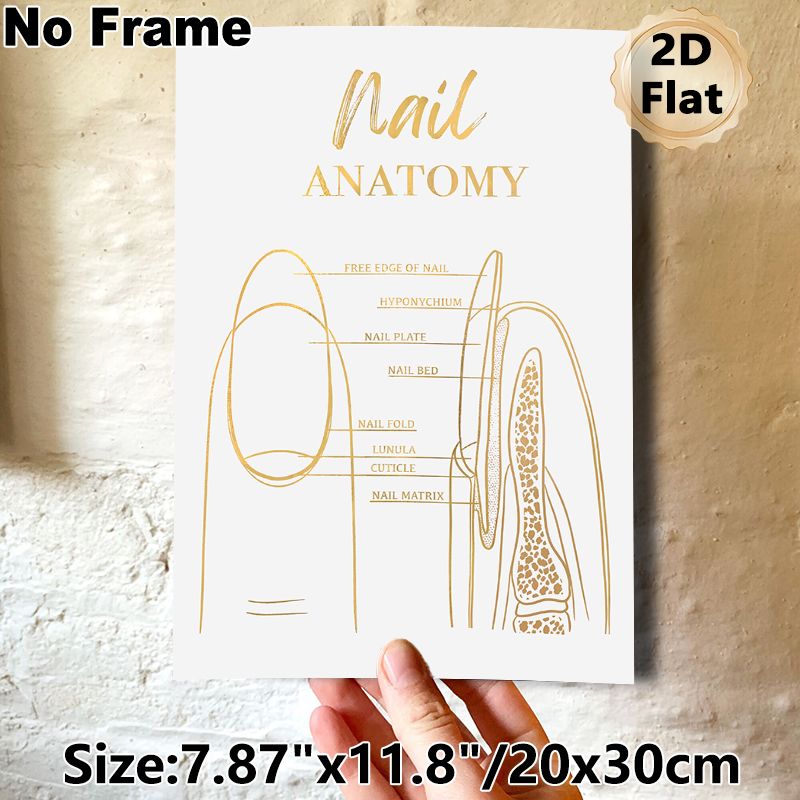 Nail Anatomy Painting Poster, Gilded Minimalist Labeled Nail Structure Poster, Informative Educational Decor Ideal For Nail Salon, Beauty Studio_maomaolike.com