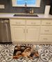 Tibetan Spaniel Fall Kitchen Pumpkins Memory Foam Kitchen Mat Machine Washable Anti-Fatigue Mat Cushion Comfort Bath Mat Or Kitchen Rug_maomaolike.com