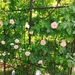 Metal Garden Arch With Gate 79.5'' Wide X 86.6'' High Climbing Plants Support Rose Arch Outdoor Black_maomaolike.com