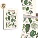 Houseplants Identification Painting Poster, Hand-drawn Illustrated Indoor Houseplants Poster, Informative Plant Naming Guide, Suitable For Home_maomaolike.com